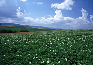 3種類の永代供養が選べる大阪の寺院