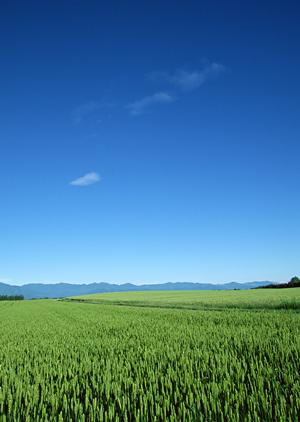 高崎市で広がりをみせている家族葬
