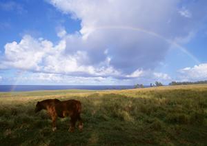 愛するペットを丁寧に弔うための完全ガイド：信頼できる葬儀社の選び方と費用の透明性