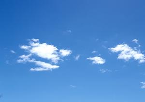 【2025年最新版】犬の葬儀ガイド：失敗しないためのポイントと準備のすべて